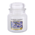 Yankee Candle Midnight Jasmine